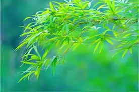 梦幻鸿蒙桌面新体验图片