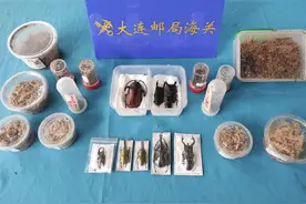 “模型公仔”？有猫腻！大连邮局海关截获大量活体昆虫及标本图片