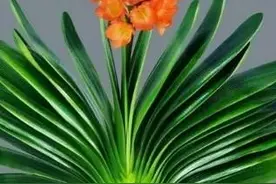 狂的让人佩服，那叫本事图片