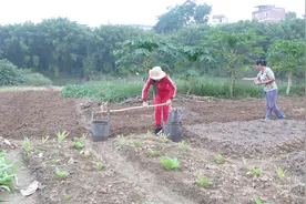 农村单身美女帮妈妈挑水淋菜，目前未婚担心嫁不出去在家做待嫁女视频封面