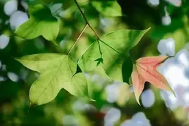传统枫叶不稀奇，这种花叶三角枫你见过吗？图片