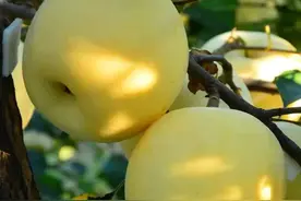 山东同事说，他们小时候特别爱吃黄苹果，现在市面上越来越少见了图片