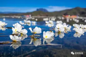 且往泸沽湖！好一个“水性杨花“，宛如白玉缀蓝池图片