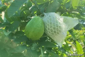 咬一口酸甜爽脆的台湾红心芭乐成熟啦~龙颈这条村就有得摘图片