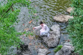 味 | 红艳而不俗的婺源荷包红鲤鱼图片