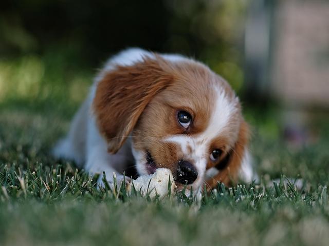 辟谣！小狗得了犬瘟就没救了，尽早治疗或许还有一线生机