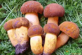 牛肝菌多少钱一斤？有哪些功效和作用？（附牛肝菌的食用禁忌）图片