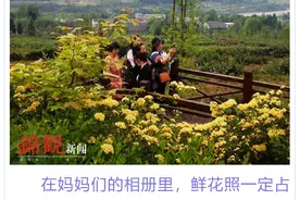 耍郊 | 母亲节走起！一山蔷薇铺梯田，快带妈妈留美颜图片