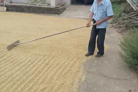 坚持在田间劳动的老年农民只因背负着太多的无奈图片