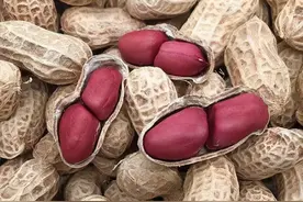 汝州人的江湖情结，全在一碟花生米里！图片