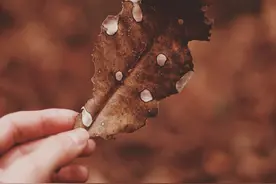 离婚后才发现忘不掉前夫：一个女人的回忆，一场婚姻的反思图片