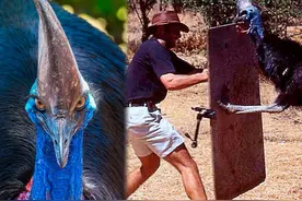 真正的“杀人鸟”鹤鸵，一脚能将人的内脏钩出，甚至刮破喉咙图片