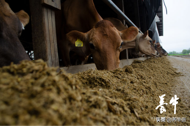 玉米青贮蛋白水平知多少