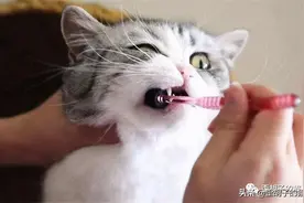 你有被家里小猫咪的嘴臭到吗？这里有你想了解的猫咪口腔问题大全图片