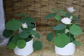 用种藕和莲子种出开花的碗莲，这些技巧都要掌握，可让它年年开花图片