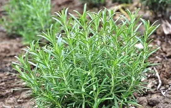 鐩存挱娲楄劯绔熸垚浜嗘槑鏄熸姠娴侀噺鐨勭粷鎷涳紒姘ㄥ熀閰告场娉℃磥闈紝绱犻鏇磋嚜淇? onerror=