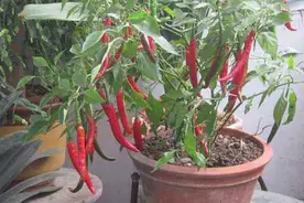 花盆里种辣椒，记住小诀窍，长成“辣椒树”，结的辣椒一年吃不完图片