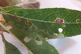 矿物油杀螨效果好，可一旦用错就亏大了！正确的使用方法，收藏图片