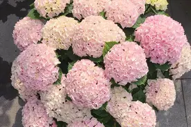 此款盆栽绣球花，美不输无尽夏，花朵超大，花期也长，阳台也能养图片