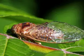 我怀念的一种昆虫，叫知了图片