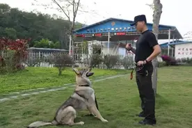 中国刑警学院出售54只淘汰犬：即使没考过，也得帮它们安排好出路图片