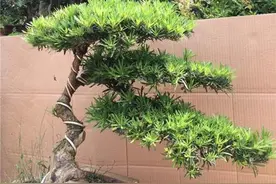 这2种盆景价值高，品种珍贵能当传家宝，盆景爱好者的心头好图片