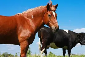 马肉和牛肉都是肉，为何人类爱吃牛肉，而几乎不吃马肉？图片