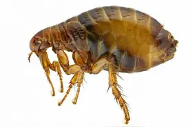 生活小妙招：别让跳蚤上了你的床！你学会了吗？图片