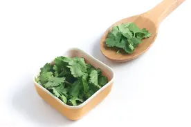 食物有营养-香菜（芫荽）图片