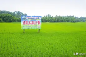 四川大竹：绿水青山带笑颜图片