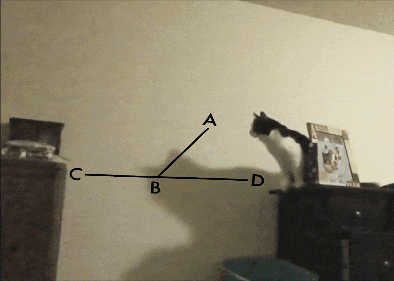 猫的弹跳力有多高？看完我傻了图片