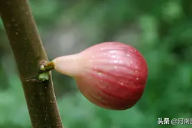 无花果如何快速膨大？无花果用什么肥产量高？无花果膨大剂有哪些图片