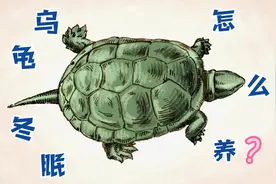 乌龟冬眠怎么养？分3个阶段去养，再也不用担心乌龟过冬了图片