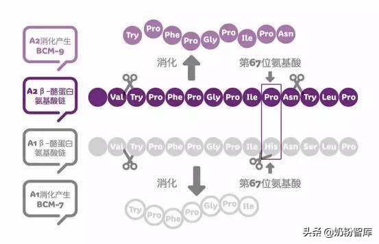 喝奶有助于提高免疫力，肠道问题迫在眉睫，A2蛋白或将突破难题