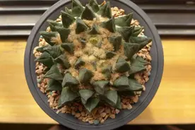 第二大波牡丹花即将来袭，仙人球开花也很美图片