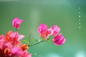 学习强国争上游易混易错题—帮你巧记新题图片