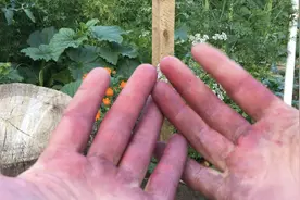 青杏汁可以轻松去掉桑葚污渍图片