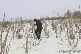 【田间示范秀】让刺嫩芽出好芽图片