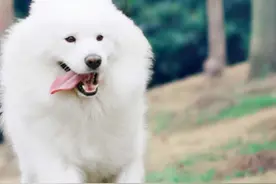 54个“温顺”狗狗名，随叫随到，听话乖巧图片