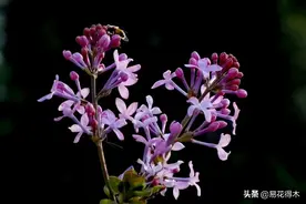 紫丁香、公丁香、野丁香、石丁香等，您能分清这些植物花卉吗？图片