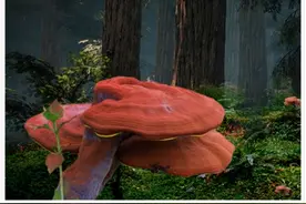 南岭以南是灵芝产地，为何九万大山却是具潜力的灵芝族群生长区域图片