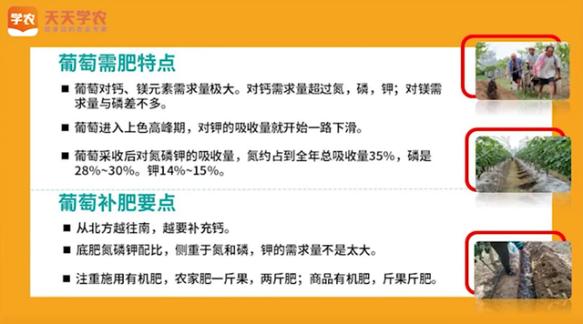 葡萄底肥什么时候施？怎么施？不做好这几点，难怪遭遇大小年