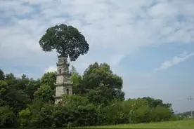 中国“最传奇”的建筑：塔树共生百余年不倒，成湖南未解之谜图片