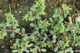 农地里，1种杂草奇特，枝条像“蜈蚣”，人称“千根草”，珍贵图片