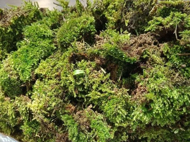 养分含量超高的营养土，自己在家也能做，省下一大笔 买花钱