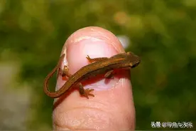 什么鱼？浙江钓友钓到一条怪鱼，好似长着四条腿的大壁虎图片