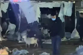 黑龙江一货车侧翻百余只羊逃窜，超市老板提供“临时羊圈”获赠一只羊图片