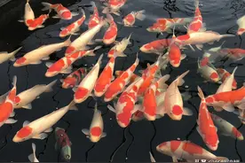 脂肪对水产养殖动物的功能及重要性图片