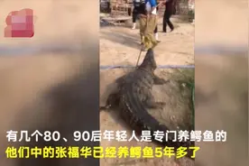 山东小伙们养数万条鳄鱼，身上都受了伤，还常做更危险的事……图片
