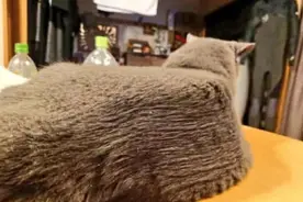 主人把猫咪毛剪光，猫咪生气埋头掩面哭泣，转头那刻眼神太搞笑图片